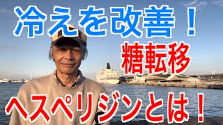 末梢血管を丈夫にする糖転移ヘスペリジンの効果！