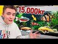 Nyt, Stort Akvarium og Alle Mine Fisk! (Vlog)