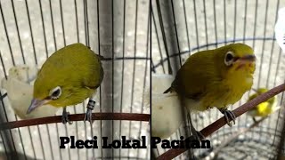 Suara anakan burung pleci memanggil induknya