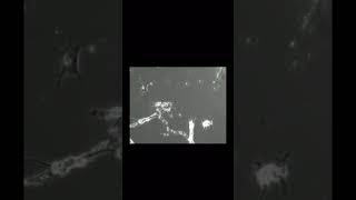 This Is What Your Last Two Brain Cells Look Like