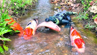 Hunt for tilapia eaten by crocodiles, koi fish, crab, sea animal, shark, catfish - Part269