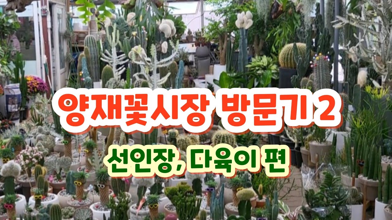 양재꽃시장(2편) 다양한 선인장, 다육이 영상이예요.