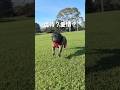 虐待?愛情?愛犬の誤飲による手術の経験を経てたどり着いた誤飲防止ネット
