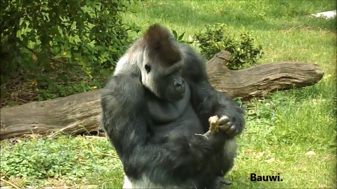 Gorilla's in Burgers' Zoo. - YouTube