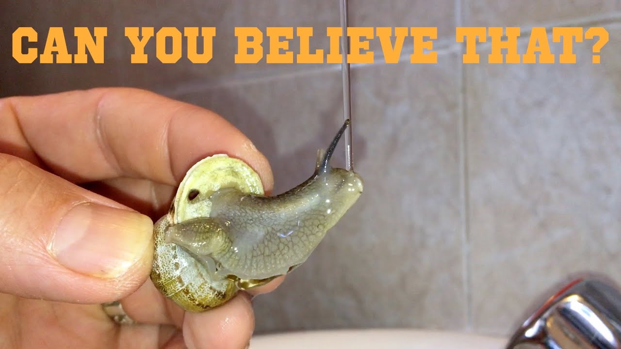 Snail takes a Shower. Snail showering 🐌 YouTube