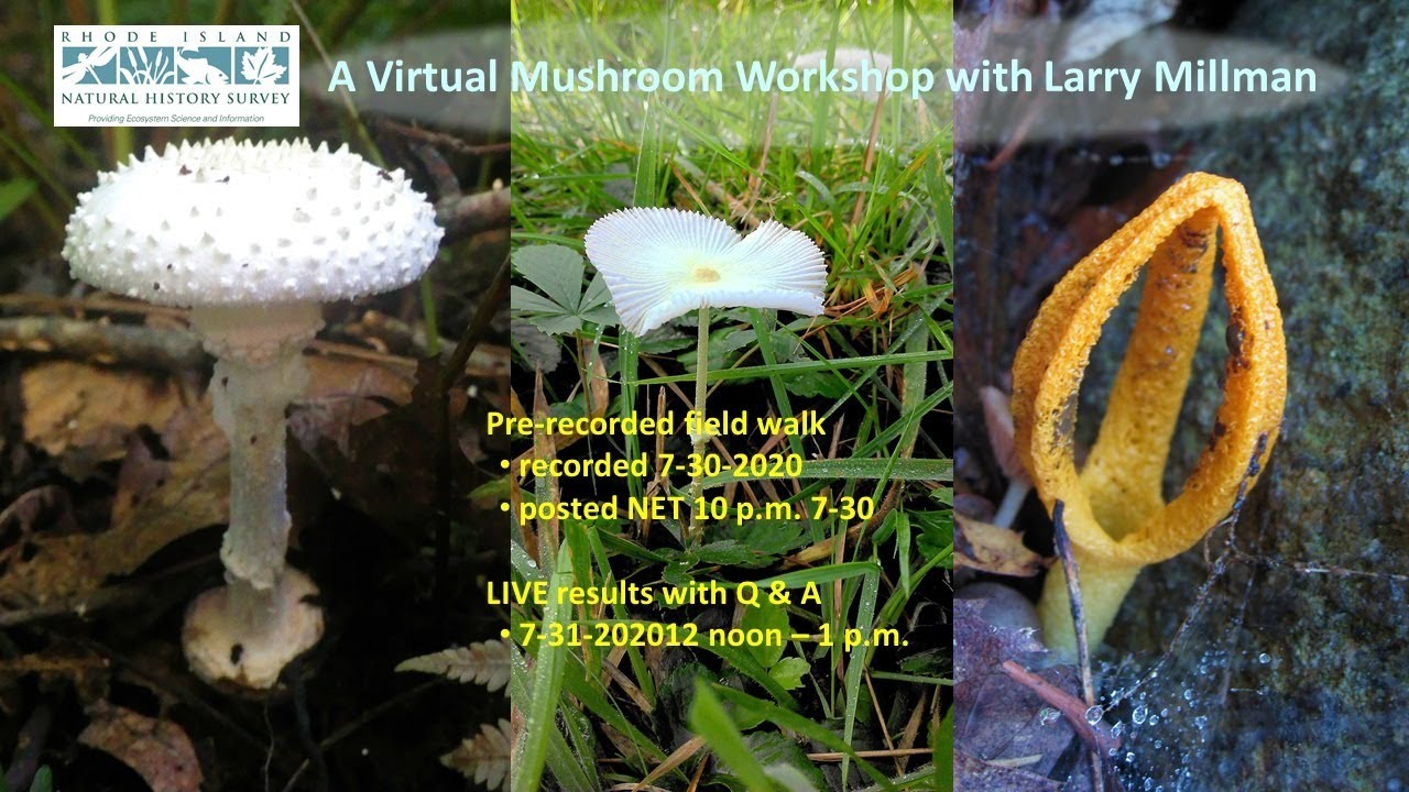 A Virtual Mushroom Workshop with Larry Millman