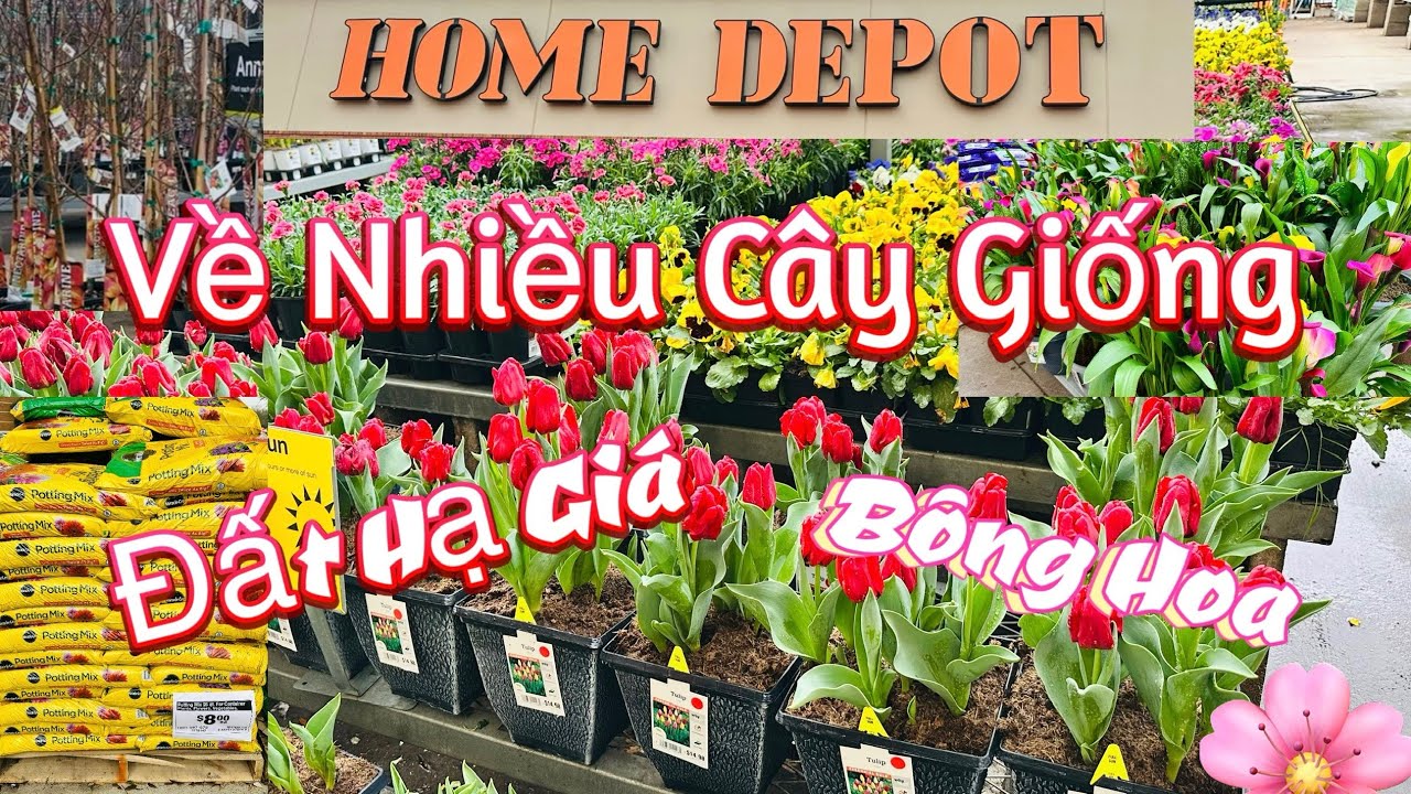 Home Depot về rất nhiều loại cây giống, bông hoa và đất đang hạ giá- Garland, Texas 