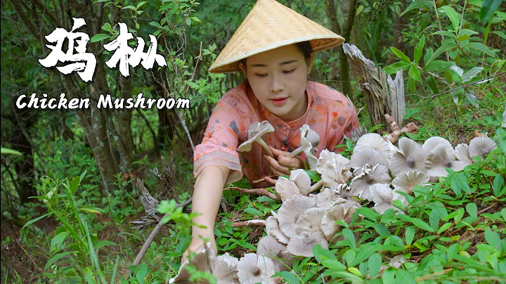 The favorite wild mushroom of Yunnan people——Chicken Mushroom - DayDayNews