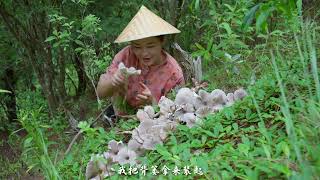 The favorite wild mushroom of Yunnan people——Chicken Mushroom