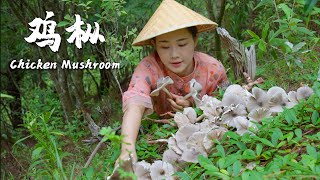 The favorite wild mushroom of Yunnan people--Chicken Mushroom