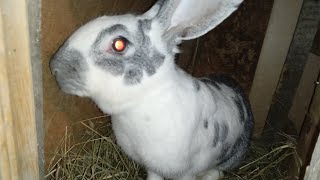 картинка: 😃 Радость и 😭печаль  в розвидении кроликов 🐇