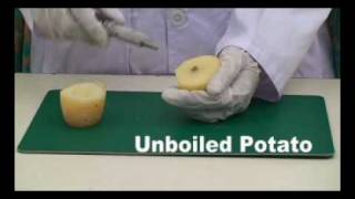 Osmosis Biology Experiment | Pak Science Club