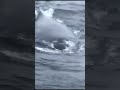 Blue Whale | The Largest Animal In The World | Blue whale watching | shorts | Blue Planet
