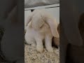 grooming rabbit #rabbit #うさぎ #minilop #bunny #cute #pets #กระต่าย