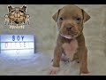 American Bully Puppy 💕 Making Friends Already