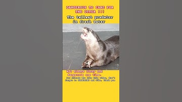 the dangers of keeping otters #shorts #short #otter #cat #animals #pets #cute #funny #education #fyp