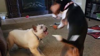 Dahlia Jumps On Lucy by Spoiled Puppers 480 views 13 days ago 1 minute, 27 seconds