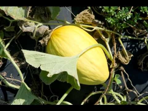 Farm to School - Harford County Maryland