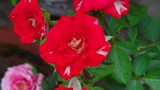 Welcome On My Livegardenview And Misc. Is Live