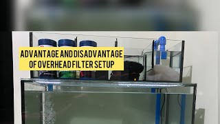 Advantage And Disadvantage Of Overhead Filter Setup In A Aquarium