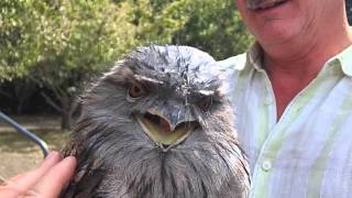 Tawny Frogmouth