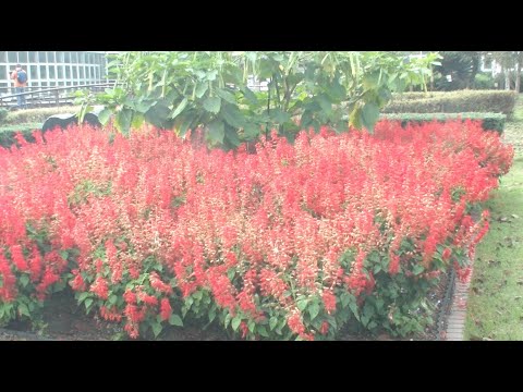 京都府立植物園 秋の花 2021Kyoto Botanical Garden Autumn Flowers