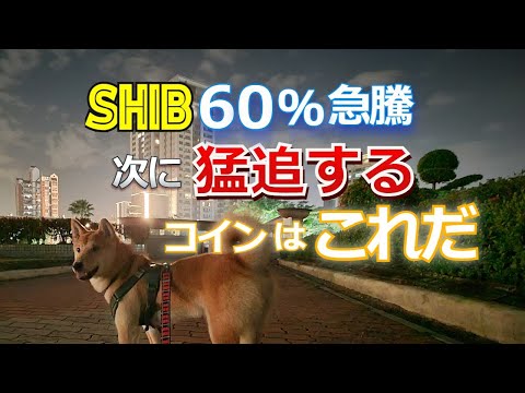 SHIB（柴犬）が60％を急騰！次に、これを猛追するコインは何？