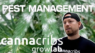 How To Prevent and Manage Powdery Mildew in Your Grow