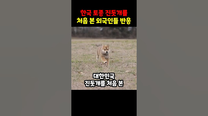 한국 토종 진돗개를 처음본 외국인들 반응