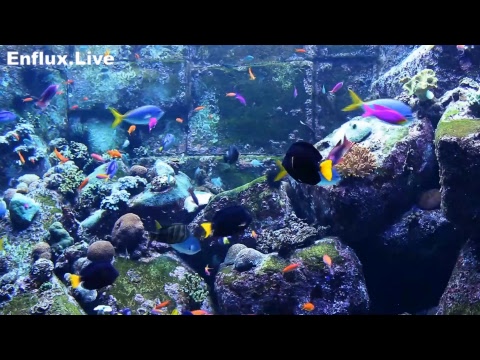 lofi hip hop radio aquarium 24/7 - beats to work/study/chill