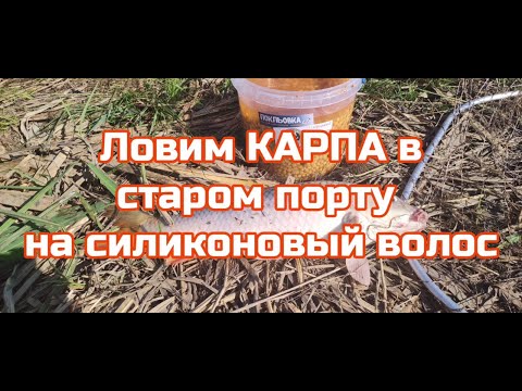 Ловим Карпов на Днестре в старом порту ,на силиконовый волос ,база БЕЛУГА.