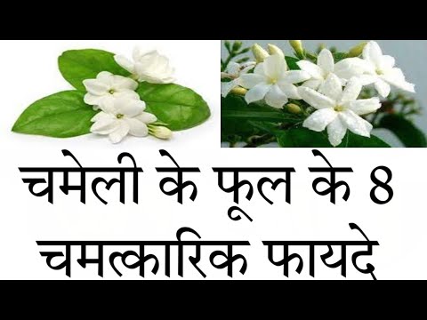 वीडियो: कौन सी चमेली खाने योग्य है?