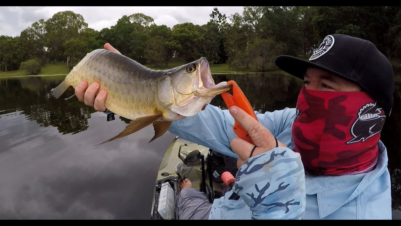 Zman Frogs: Bass, Saratoga and Barra