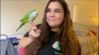 TOYS FOR QUAKER PARROTS | sharing our favorites and reviewing small bird toy businesses | flockparty