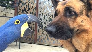 Best Of Funny Parrots Annoying Dogs Compilation || NEW HD