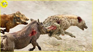 Unbelievable! Ferocious Warthog Pack Attacks The Hyenas Fiercely To Protect Their Cubs by The Horse  120,802 views 3 weeks ago 12 minutes, 8 seconds