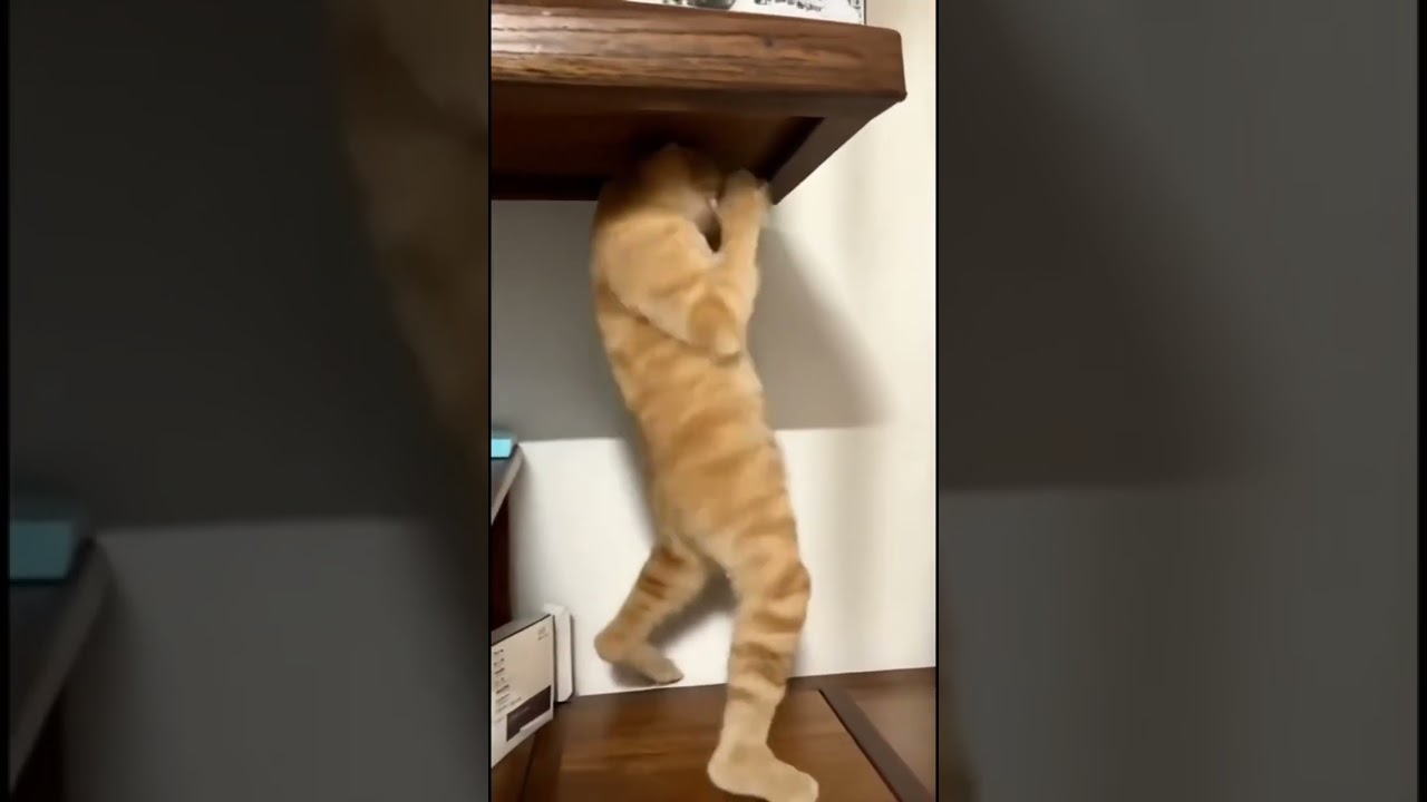 #funny #comedy #cute #memeclip #funnymemes #funnymemes #funnypictures #comedymemes #memehub #youtube