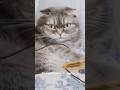 🥸Click to get a punch from the cat🐈👊🏻#cat#funny#shorts#catshorts#catlover#kittylife#pets#cute