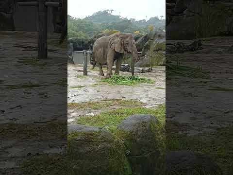 非洲象每天的早餐！（台北動物園）Taipei Zoo