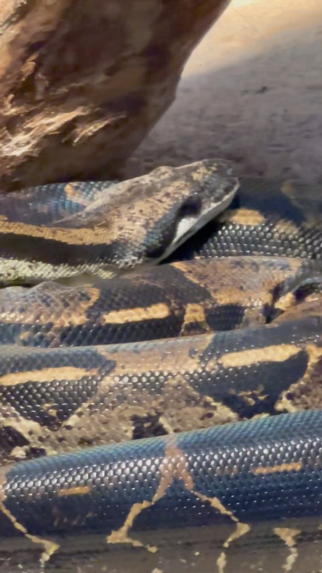 How Many Cute Snakes Can You See?