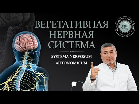 Видео: Вегетативная нервная система. Симпатическая и парасимпатическая части