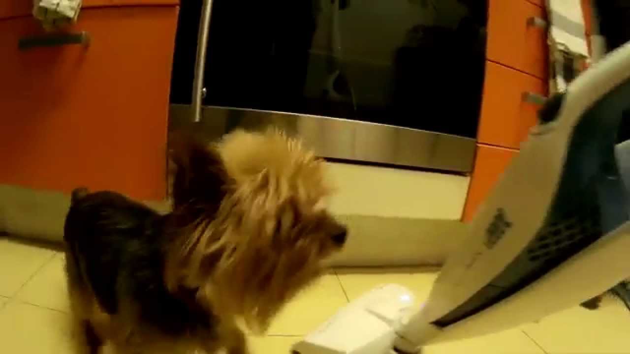 yorkshire and vacuum rabid barking small dog and a vacuum cleaner