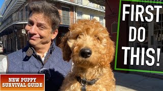 How To Train Your Dog to NOT LOSE Their MIND When You Go Anywhere! (EP: 11)