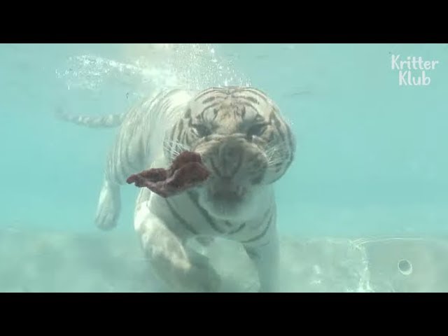 white tigers underwater