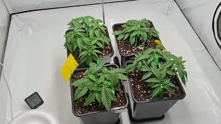 #Lst #indoor #fertilizer #watering #calmag #Green power #cannabis #ganja