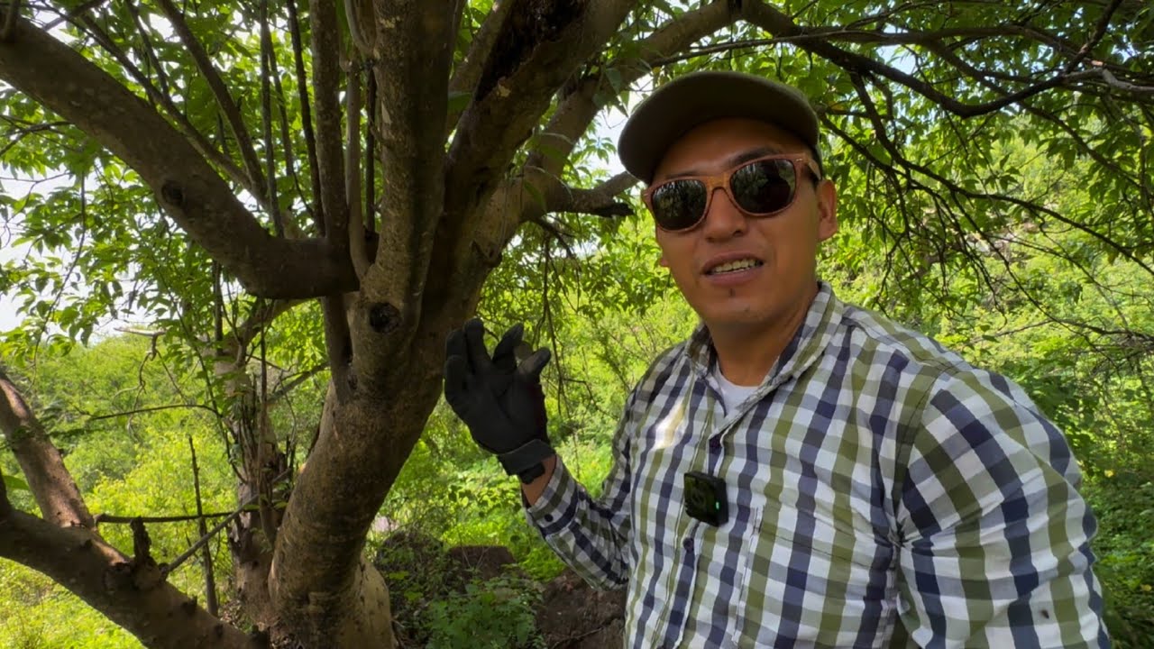 TODO esto DESCUBRIMOS en UN ÁRBOL Quedamos Sin PALABRAS un ESPÍRITU nos GUIO...