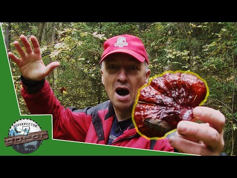 REISHI. REISHI MUSHROOM OF IMMORTALITY. A UNIQUE FIND IN THE URALS.