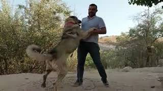 Maske Di̇şi̇ Ve Şampi̇yon Destanin Bi̇r Çi̇ft Eni̇ği̇ Hedi̇ye Detaylari Vi̇deomuzda