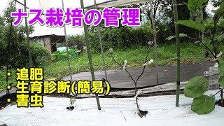 ナス栽培の管理/追肥・生育診断・害虫被害(5月～6月）/Eggplant cultivation management