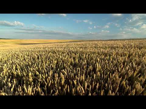 Video: Wheat Ears In The Field